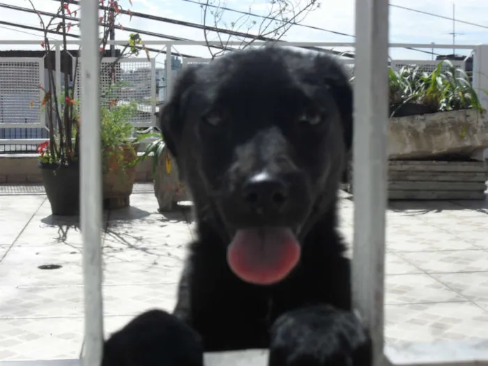 Cachorro ra a SRD idade 2 a 6 meses nome Jake