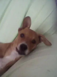 Cachorro ra a vira-lata  idade 1 ano nome Charlie