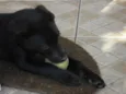 Jake