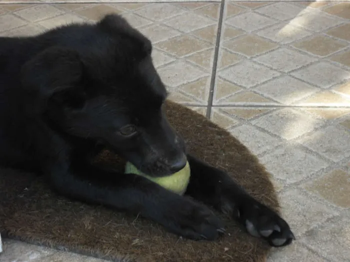 Cachorro ra a SRD idade 2 a 6 meses nome Jake