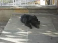 Jake