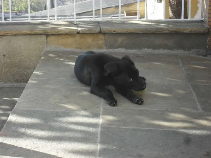 Cachorro ra a SRD idade 2 a 6 meses nome Jake