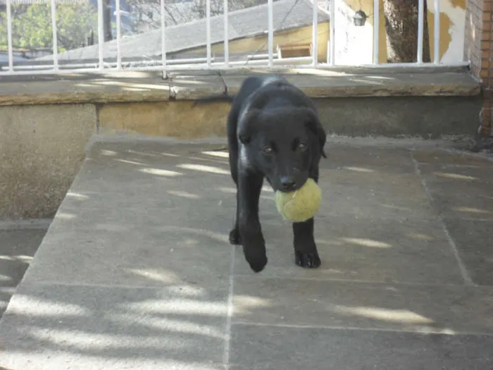 Cachorro ra a SRD idade 2 a 6 meses nome Jake