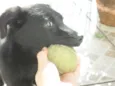 Jake