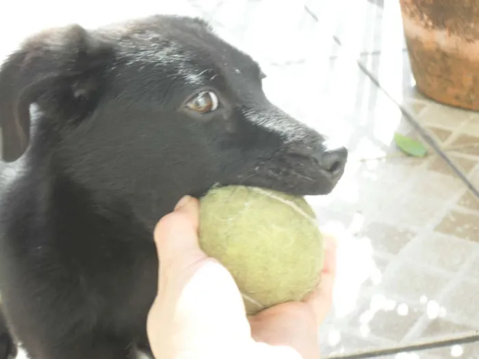Cachorro ra a SRD idade 2 a 6 meses nome Jake