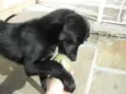 Jake