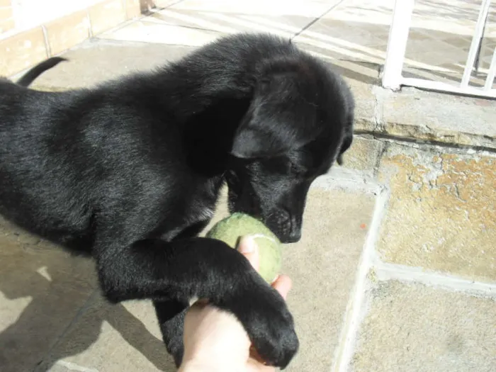 Cachorro ra a SRD idade 2 a 6 meses nome Jake