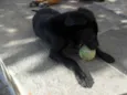 Jake