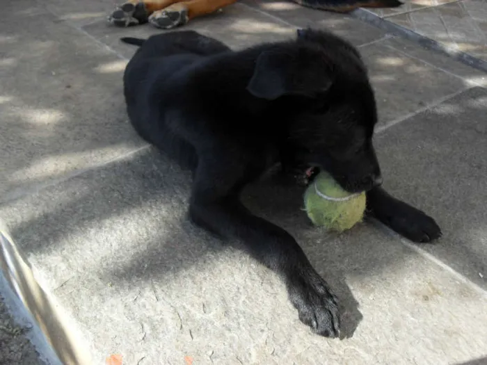 Cachorro ra a SRD idade 2 a 6 meses nome Jake