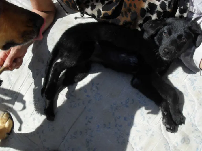 Cachorro ra a SRD idade 2 a 6 meses nome Jake