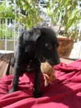 Jake