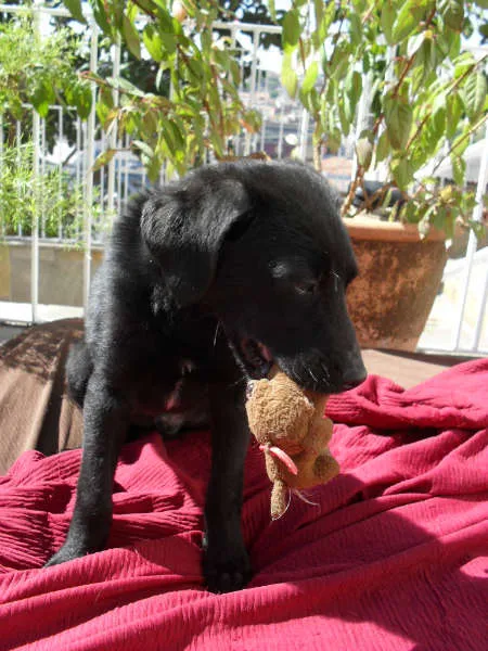 Cachorro ra a SRD idade 2 a 6 meses nome Jake