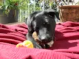 Jake