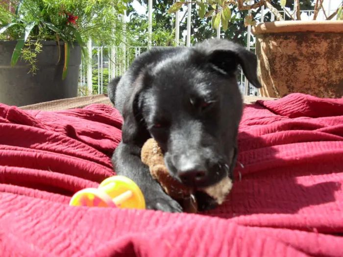 Cachorro ra a SRD idade 2 a 6 meses nome Jake
