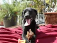 Jake