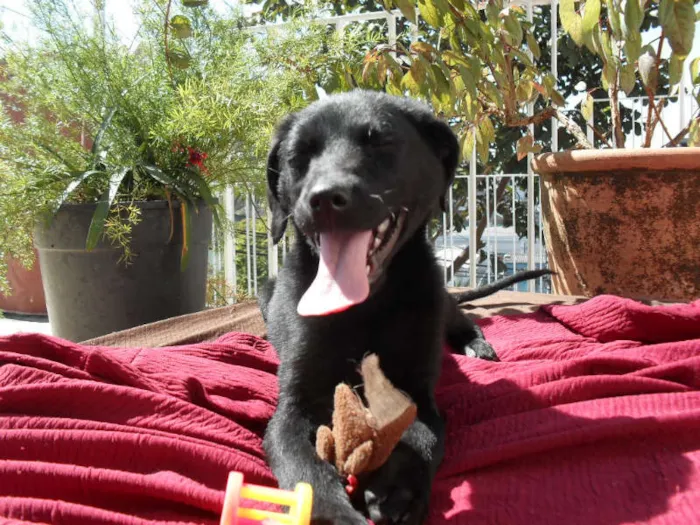 Cachorro ra a SRD idade 2 a 6 meses nome Jake