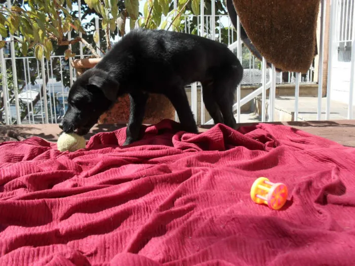 Cachorro ra a SRD idade 2 a 6 meses nome Jake
