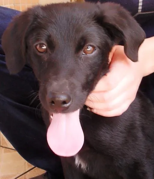 Cachorro ra a SRD idade 2 a 6 meses nome Jake
