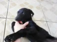 Jake