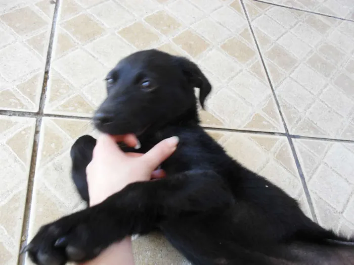 Cachorro ra a SRD idade 2 a 6 meses nome Jake