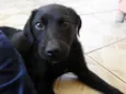 Jake