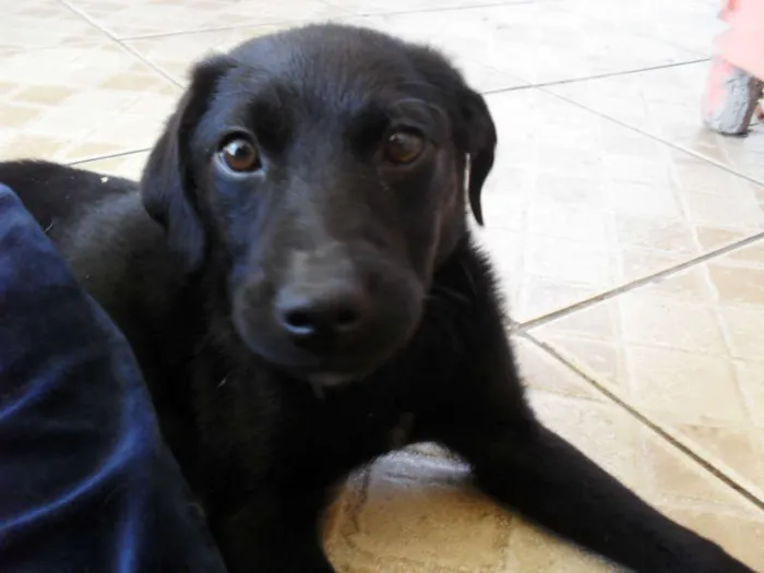 Cachorro ra a SRD idade 2 a 6 meses nome Jake