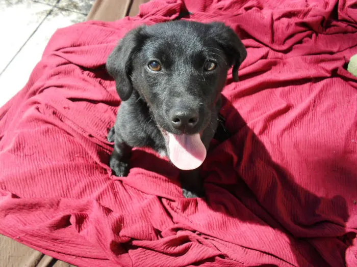 Cachorro ra a SRD idade 2 a 6 meses nome Jake