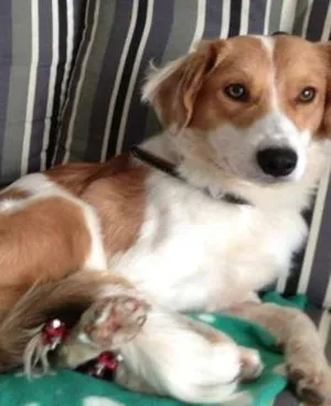 Cachorro raça SRD idade 1 ano nome Ralado