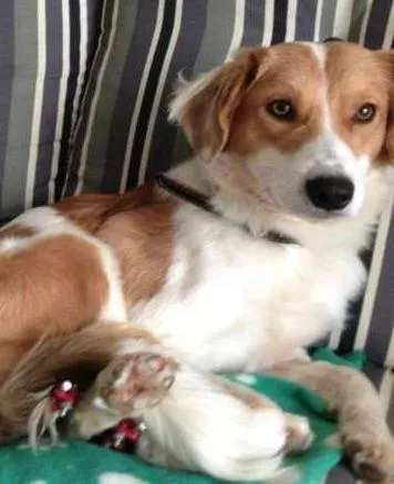 Cachorro ra a SRD idade 1 ano nome Ralado