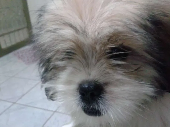 Cachorro ra a Lhasa Apso idade 2 a 6 meses nome BOLT