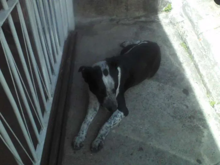Cachorro ra a mistura de Pit-Bull idade 1 ano nome Negão