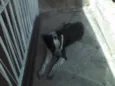 Negão