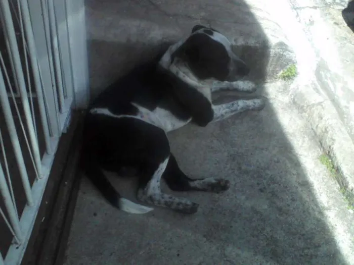 Cachorro ra a mistura de Pit-Bull idade 1 ano nome Negão