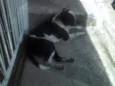 Negão