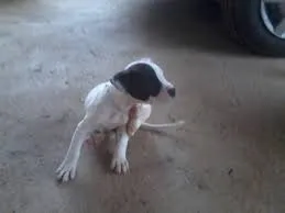 Cachorro ra a Pit-Bull idade 2 a 6 meses nome Rabito