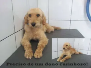 Cachorro raça Poodle/ mestiça  idade 7 a 11 meses nome Pandora 