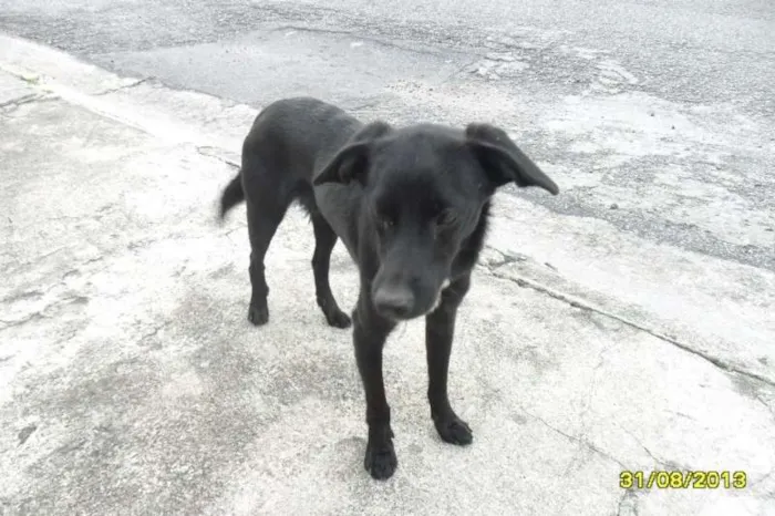 Cachorro ra a SRD idade 2 a 6 meses nome Botas