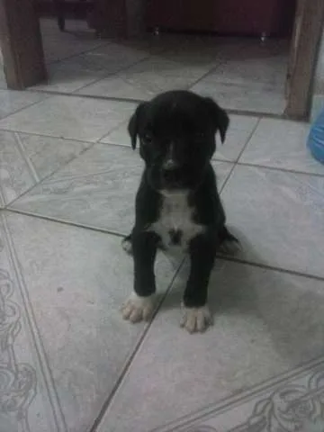 Cachorro raça SRD idade Abaixo de 2 meses nome Pelézinho  e Buba e