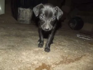 Cachorro raça SRD idade Abaixo de 2 meses nome Pelézinho  e Buba e