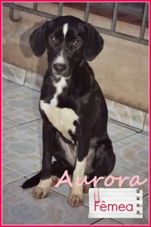 Cachorro raça SRD idade 1 ano nome Aurora