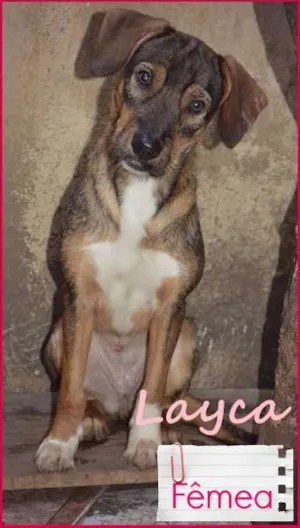 Cachorro raça SRD idade 1 ano nome Layca