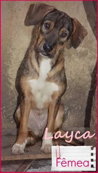 Cachorro raça SRD idade 1 ano nome Layca