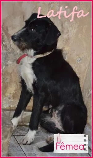 Cachorro raça SRD idade 2 anos nome Latifa