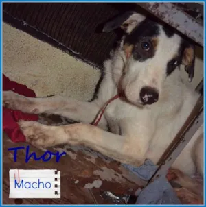 Cachorro raça SRD idade 2 anos nome THOR