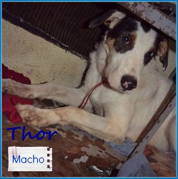 Cachorro raça SRD idade 2 anos nome THOR