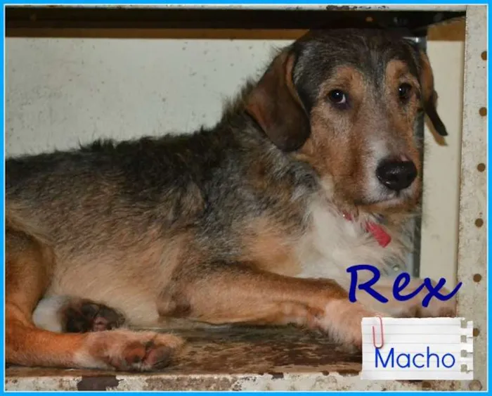 Cachorro raça SRD idade 2 anos nome REX