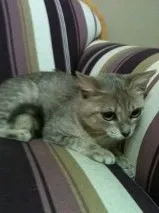 Gato ra a SRD idade 2 a 6 meses nome Gaby