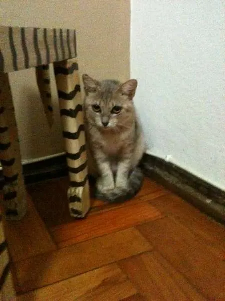 Gato ra a SRD idade 2 a 6 meses nome Gaby