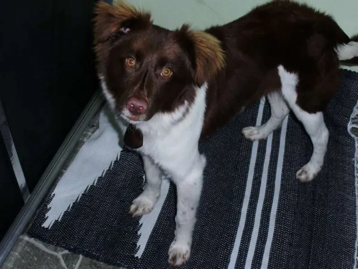 Cachorro ra a border collie idade 7 a 11 meses nome Paçoca