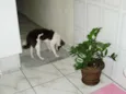 Paçoca